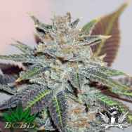 BC Bud Depot Seeds Night Nurse